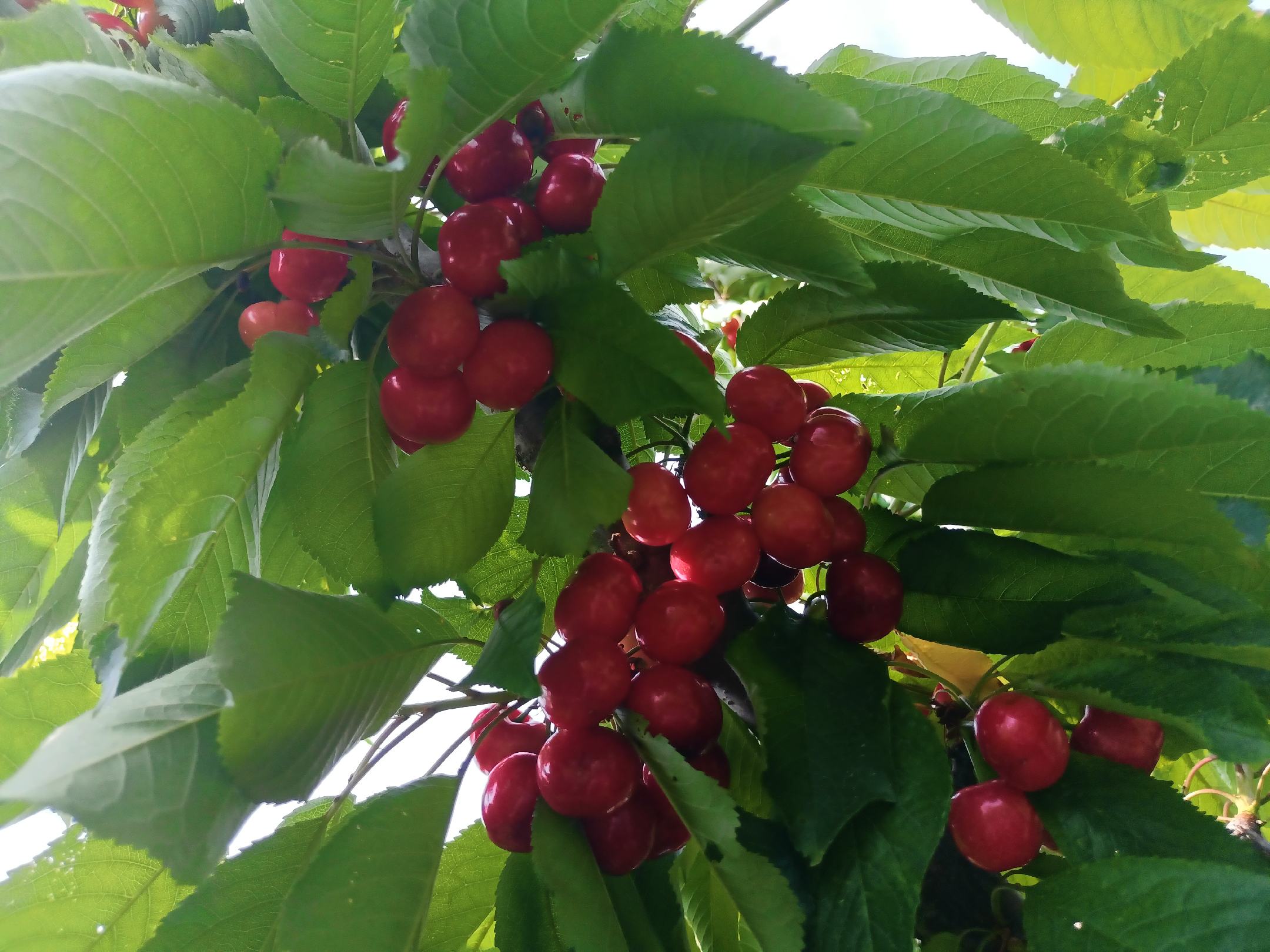一片成熟的樱桃果园,枝头挂满深红色的车厘子果实,阳光照射下果面泛着光泽,农民正在手工采摘装箱,地面有掉落的果实和剪下的枝条,体现夏季采收繁忙景象 樱桃果园丰收场景