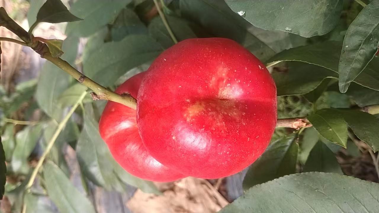 左侧为传统蟠桃,果面有绒毛,扁圆带凹陷;右侧为油蟠桃,外形相似但果皮光滑发亮,颜色更红艳;两者并列摆放于木制果盘中,背景虚化,突出形态与表皮差异 油蟠桃与普通蟠桃对比图