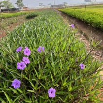 宜良天成林苗圃大量提供及配送小袋翠芦莉苗