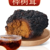 纯野生桦树茸品质保证稳定供货