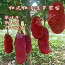 新品大果红皮红肉菠萝蜜干苞马来西亚-号12号红肉嫁接树苗