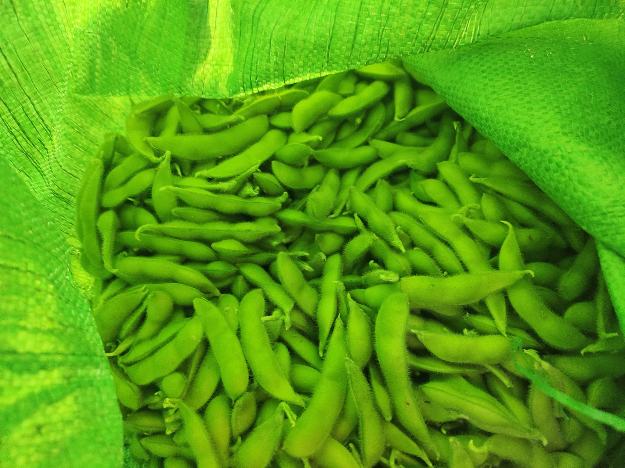 扁豆特写