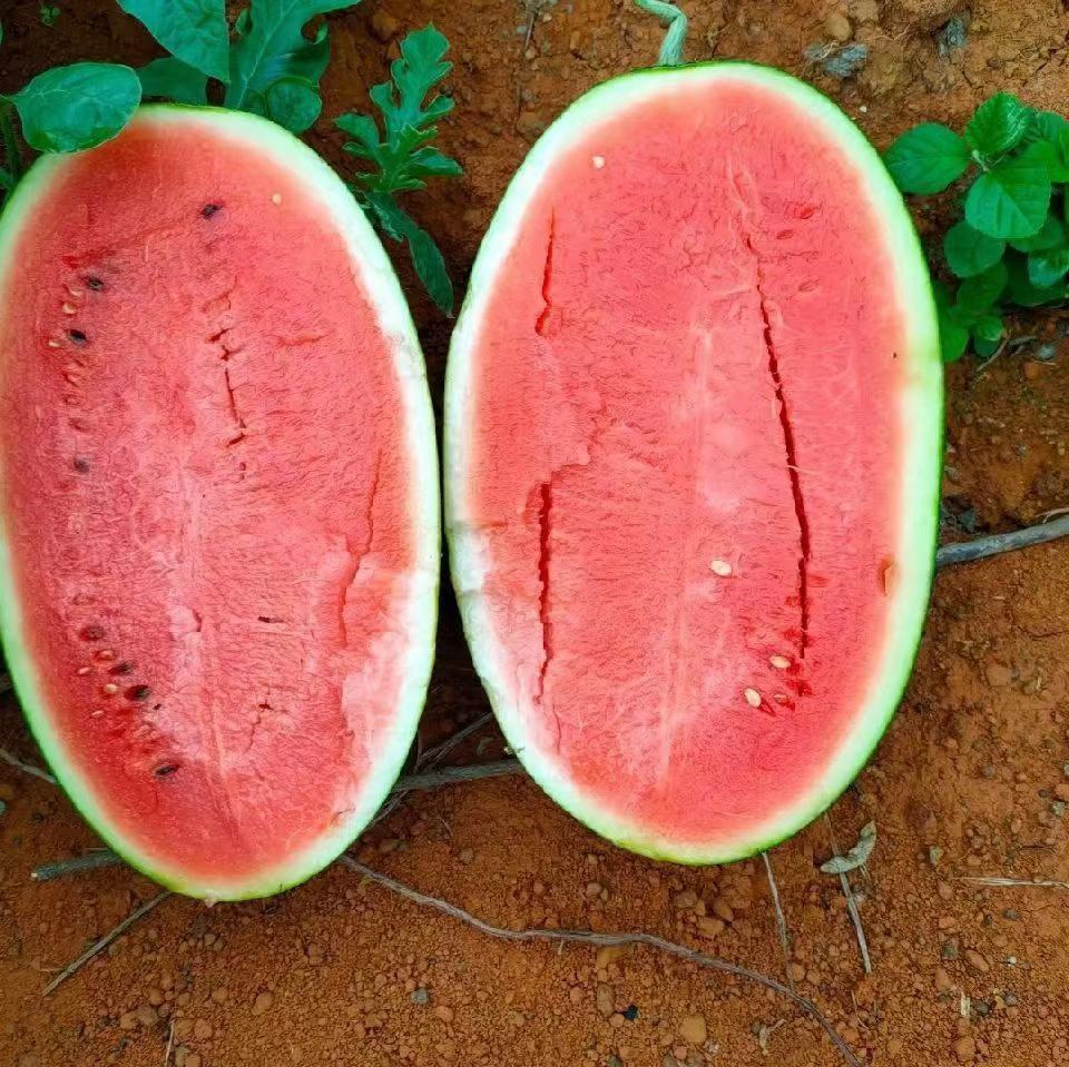 黑美人西瓜雌雄花结构示意图