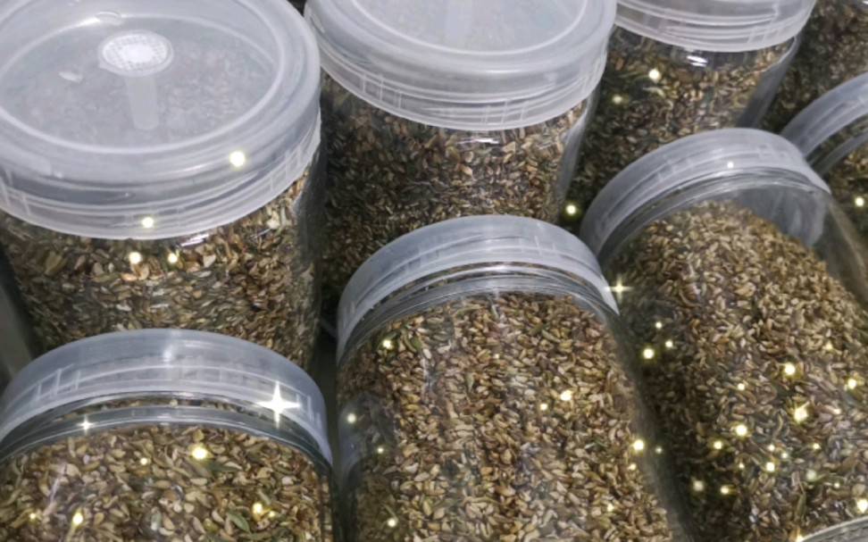 黑玛卡、淫羊藿与锁阳组合泡酒示意图,瓶中可见多种药材浸泡状态 草本组合泡酒示意图