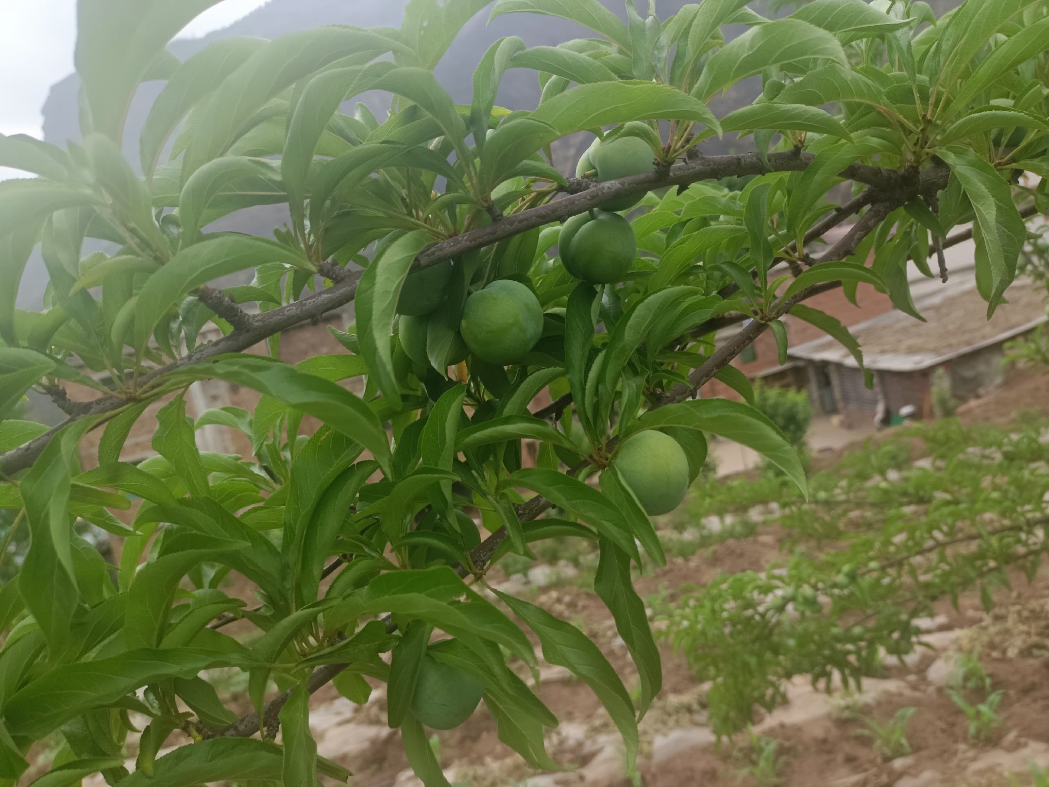 一片绿意盎然的蜂糖李果园,果树上挂满青黄色果实,阳光透过树叶洒落,远处有果农正在采摘,背景为贵州山区地貌,体现原生态种植环境 蜂糖李果园实景图