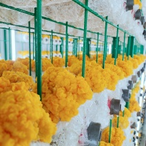 金耳菌