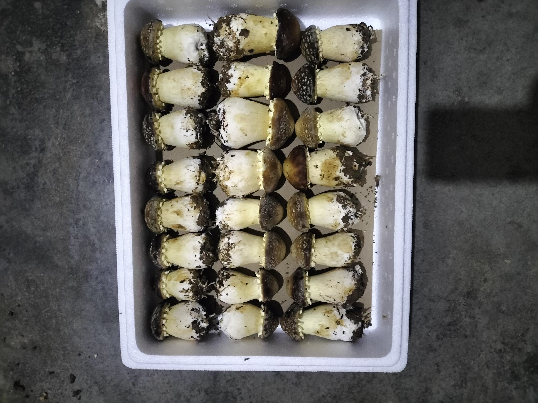 赤松茸培养料自动搅拌设备运行中 培养料混合过程