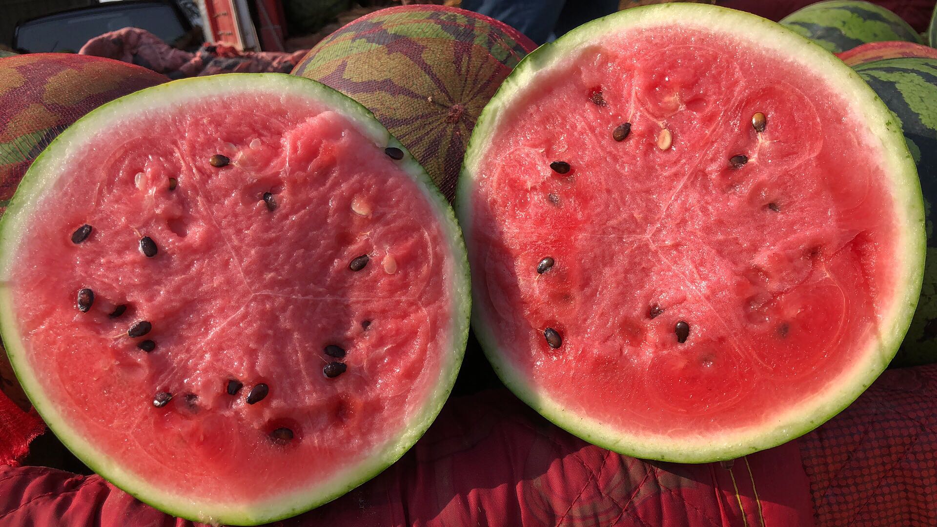 甜王西瓜切开展示底部甜度分布