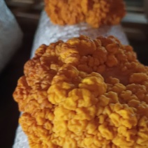 金耳菌