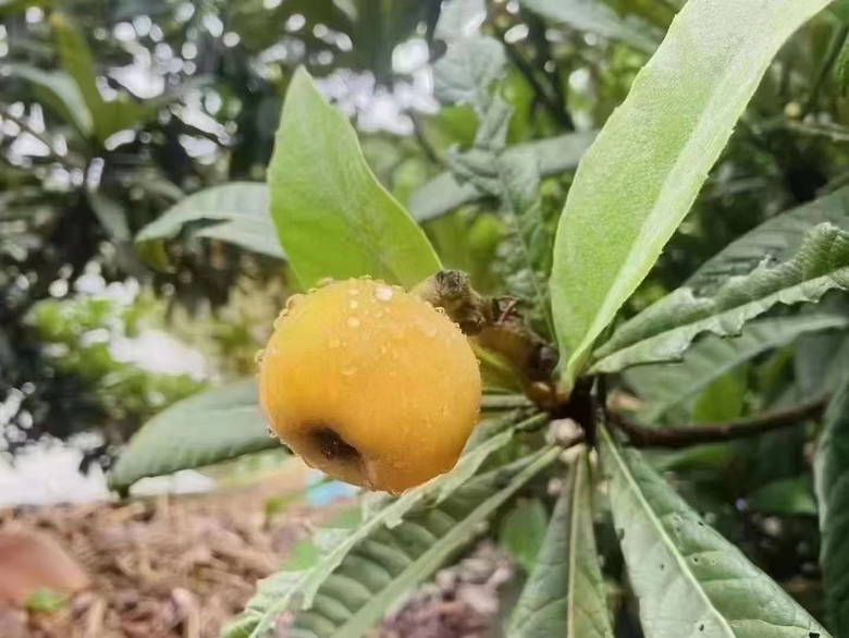 砂糖无核枇杷展示图