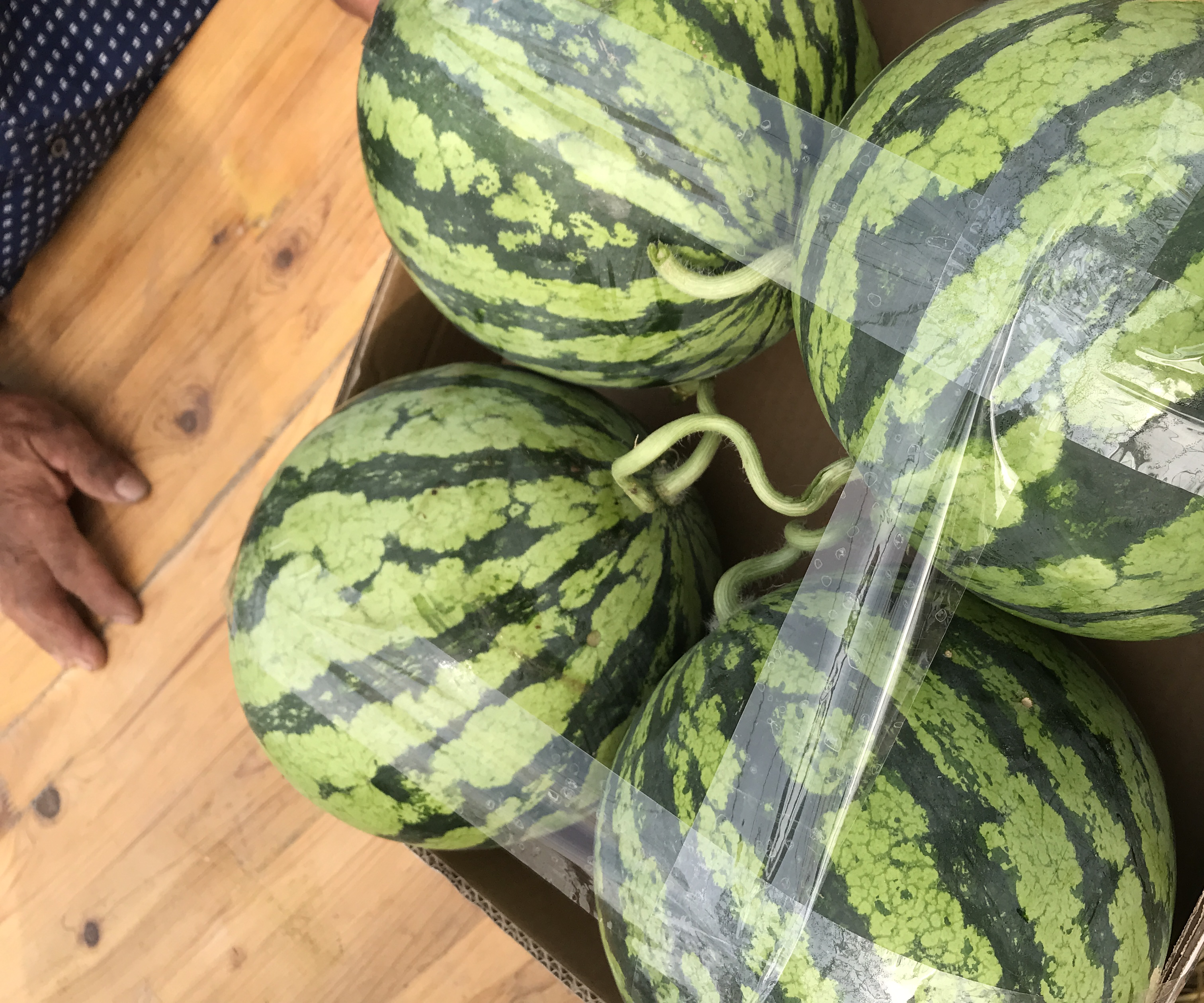 南汇8424西瓜包装与溯源码特写