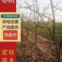 5公分枣树，8公分冬枣树，10公分冬枣树，12公分枣树