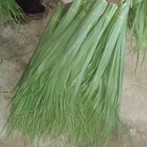 新鲜苇叶