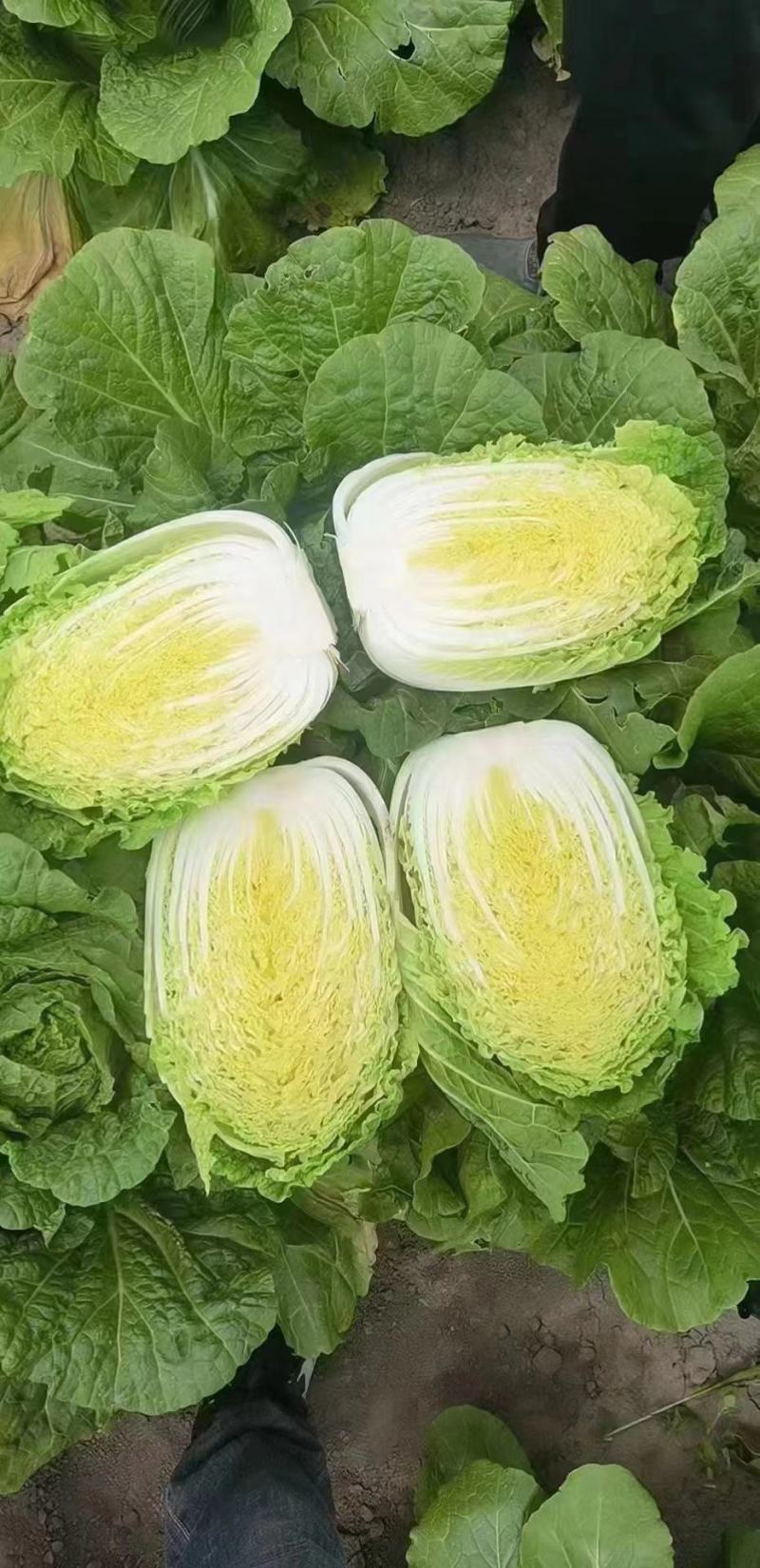 玲珑黄大白菜大量供应一手货源产地直发,市场电商价格优惠