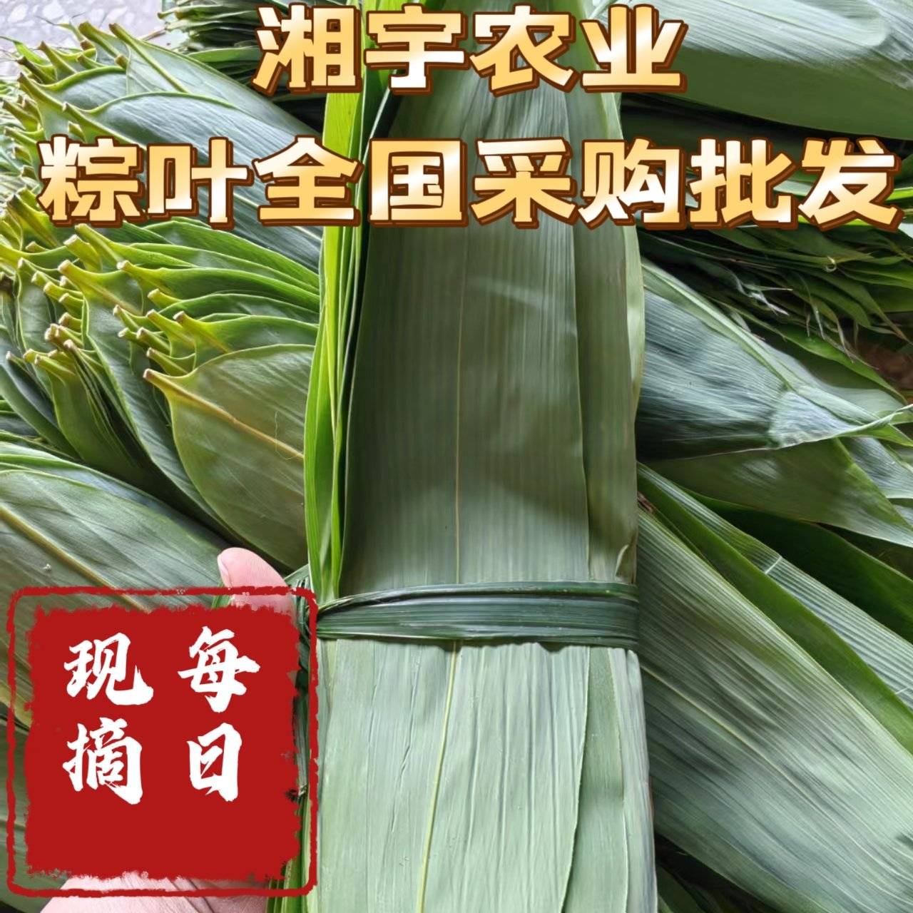 [粽叶批发]湖南邵阳隆回县粽叶 4.00元/斤粽叶.箬叶.麻竹叶 _ 一亩田