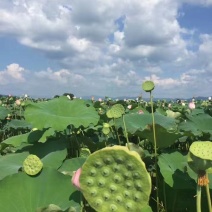 海吉星市场嫩莲蓬大量发货基地直供青莲蓬供应