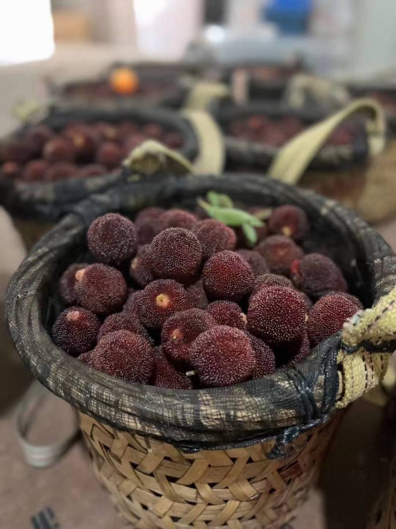 福建漳州龙海区杨梅 8.00元/斤龙海杨梅,自驾