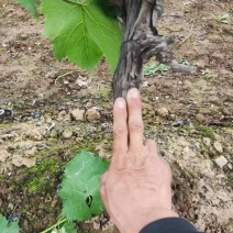 占地葡萄树需要联系