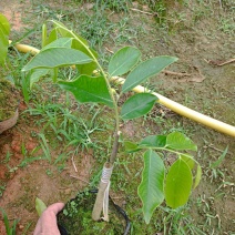 正中广东茂名电白观珠镇沉香奇楠黄叶子。需要的联系我。