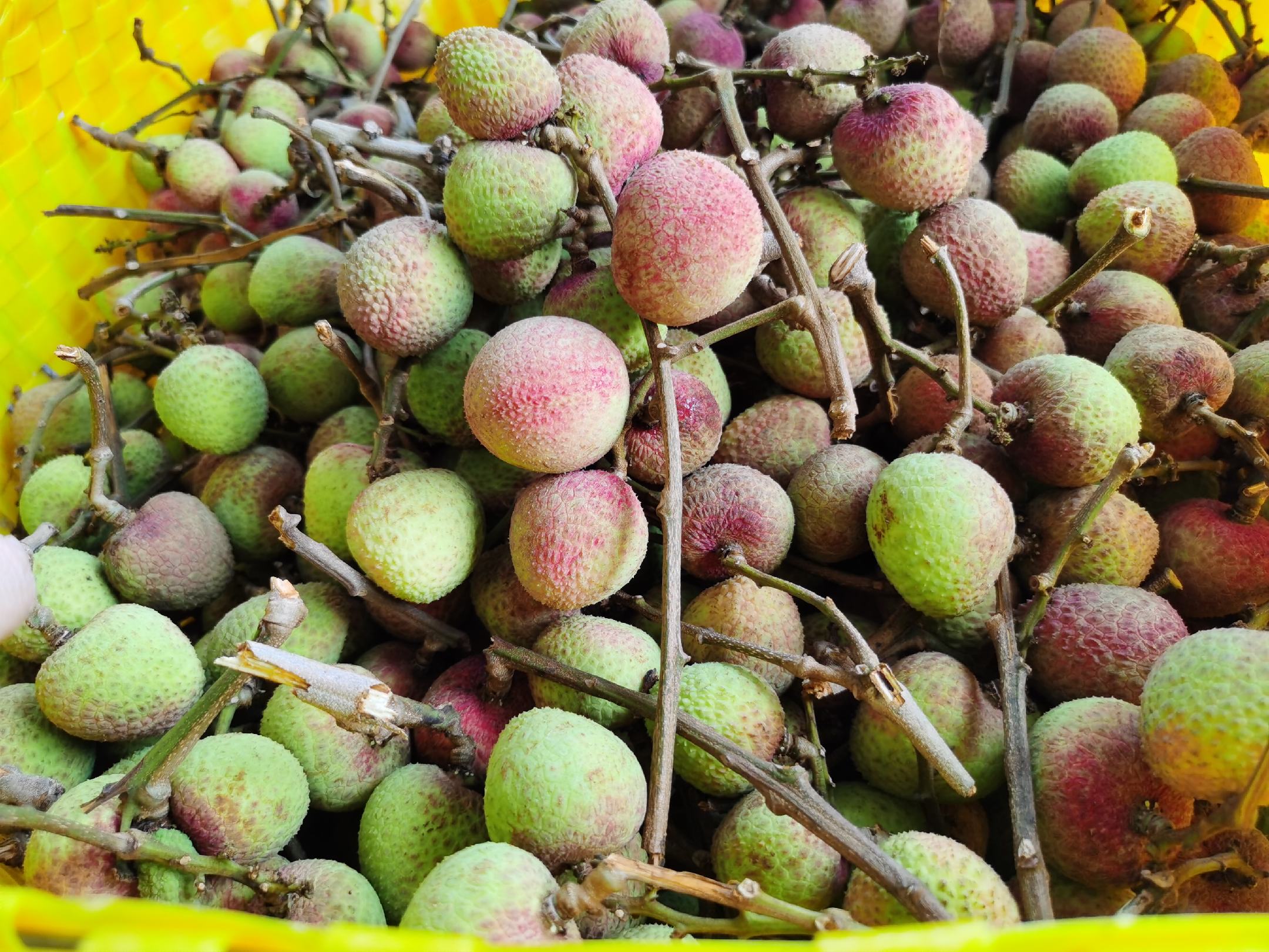 三月红荔枝果盘展示