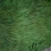 芦苇叶