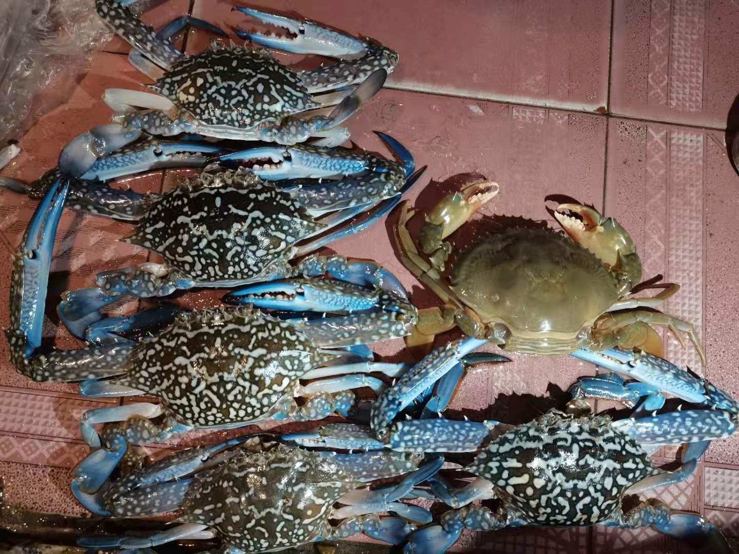 一位渔民在渔港码头展示刚上岸的远海梭子蟹,蟹体完整,钳足有力,背景为蓝色渔船与海面,体现原产地直供的真实性 市场挑选梭子蟹场景