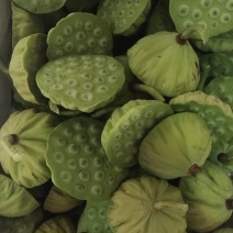 上海水果莲蓬，嫩莲蓬大量上市发货，基地直供青莲蓬