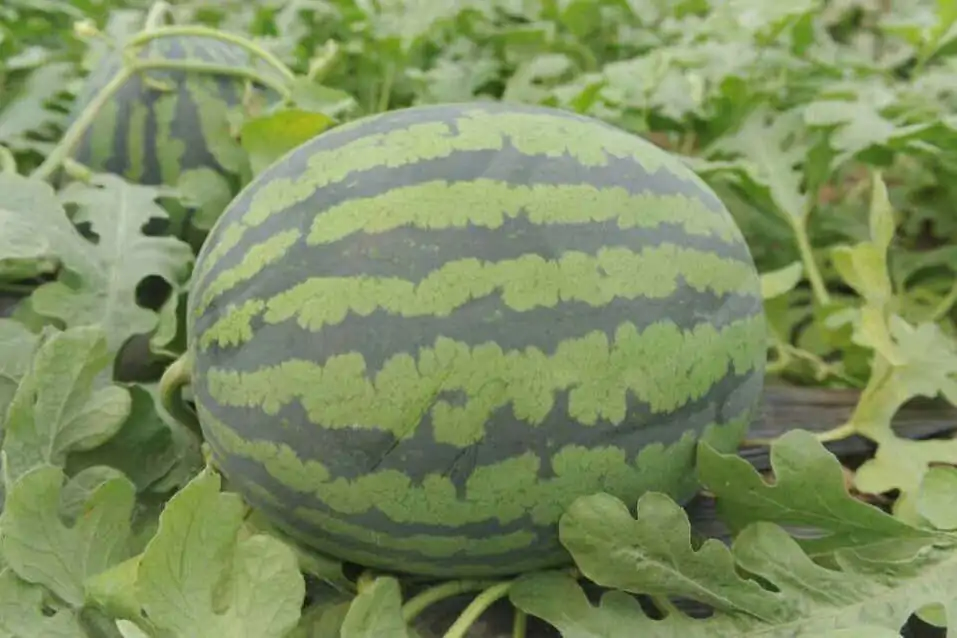 工人正在田间采摘成熟的甜王西瓜,瓜农用手指轻敲判断成熟度,地面上摆放着刚摘下的翠绿条纹西瓜,部分已装入塑料筐准备运输出售,场景体现丰收氛围 采摘中的甜王西瓜