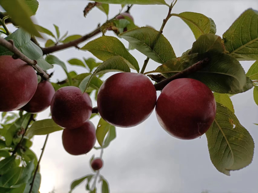 一棵成年中油37油桃树上挂满成熟果实,果实呈圆形,果面光滑鲜红,阳光照射下色泽亮丽,枝叶繁茂,背景为果园环境,展现丰产景象 中油37油桃挂果实景图