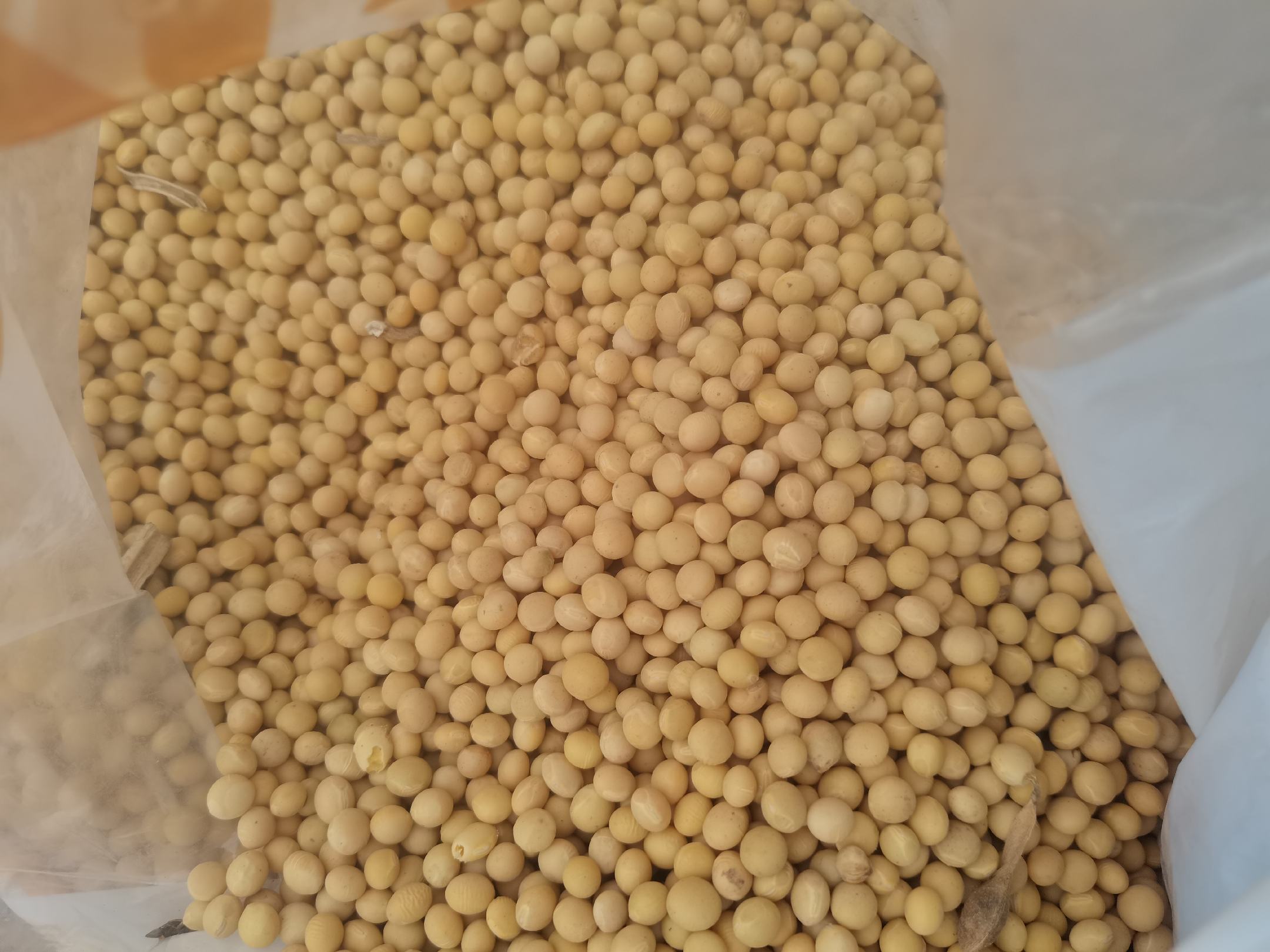展示冀豆17号黄豆的颗粒饱满、色泽金黄的实物图片 冀豆17号黄豆实物图