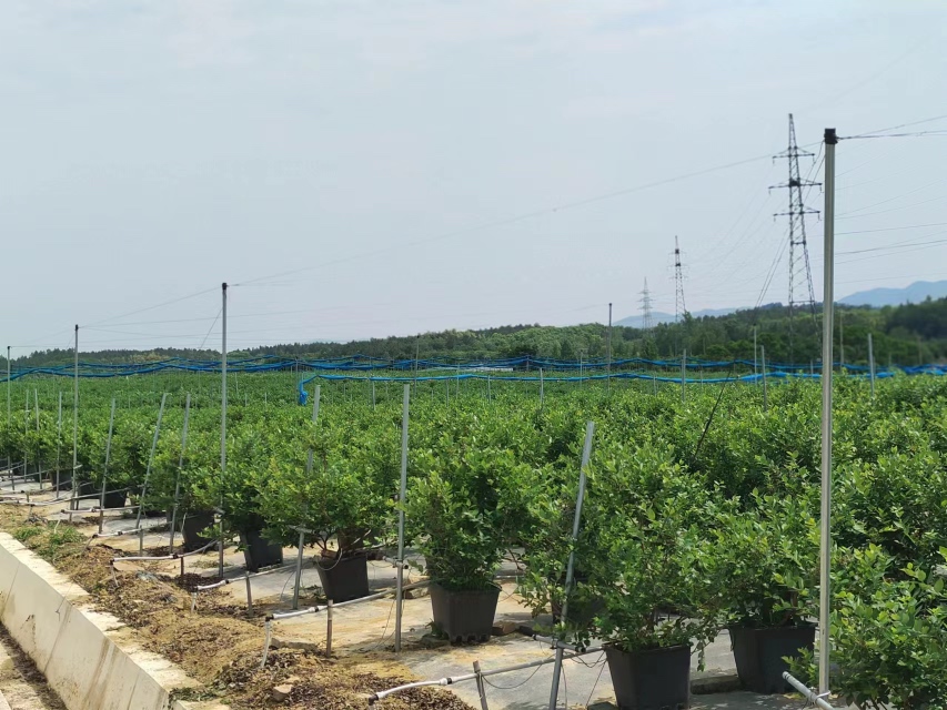 一名农技人员正在蓝莓园中弯腰检查植株茎基部状况,手持记录本和放大镜,背景为成排的蓝莓灌木,地面铺设松针覆盖物,阳光透过树叶洒落 蓝莓果园田间管理场景