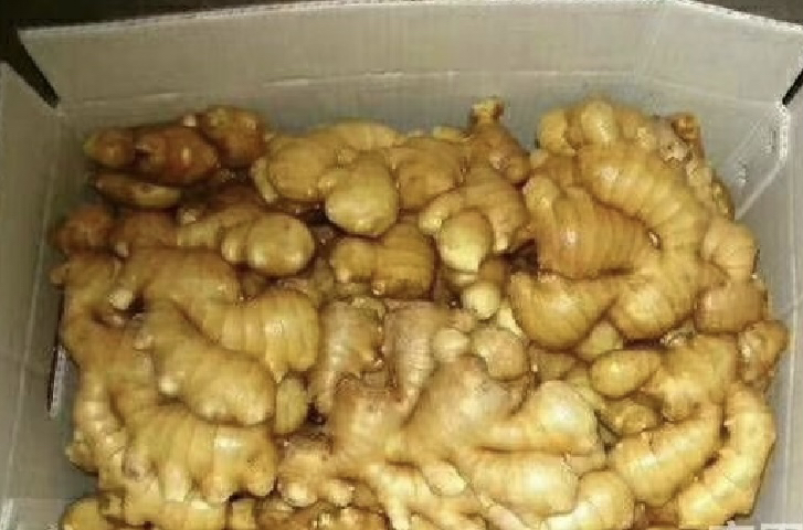 野生黄姜新鲜块茎特写，表皮呈深黄褐色带灰白霜状蜡质层，表面凹凸不平布满粗壮指状分枝，断面金黄色油润，可见明显纤维束与晶鞘细胞群