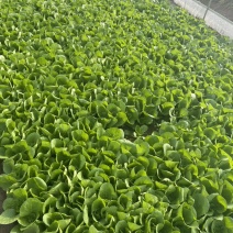 精品奶白菜