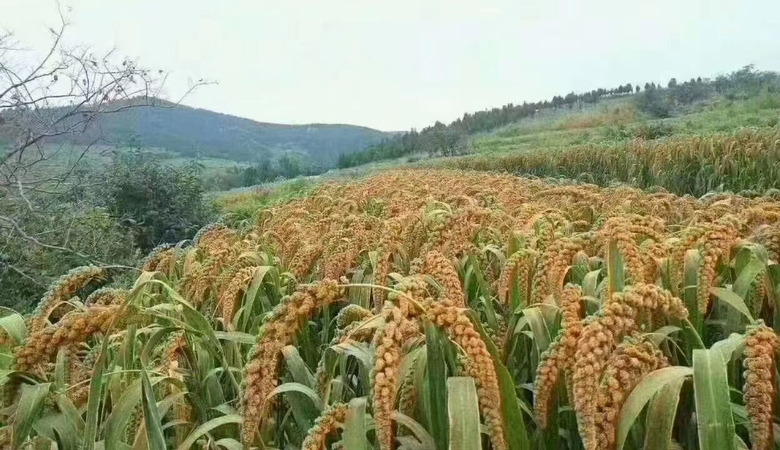 沁州黄小米田地