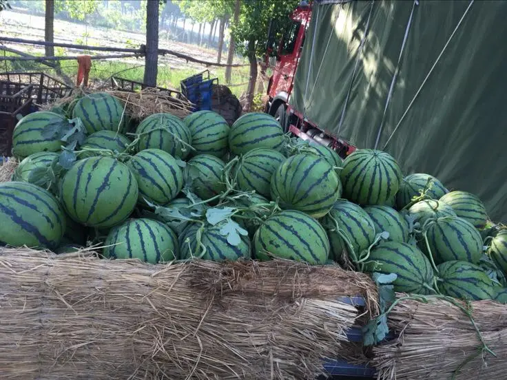 甜王西瓜采摘与分拣现场