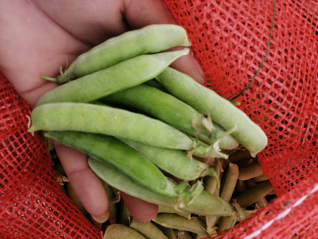 现代化速冻蔬菜生产线实景：全自动流水线上，青豌豆经清洗、去杂、漂烫、冷却、振动沥水后进入单体速冻机（IQF隧道），银色金属网带匀速运转，豌豆粒呈松散分离状快速通过-40℃低温区，工人身着洁净工装进行实时品控