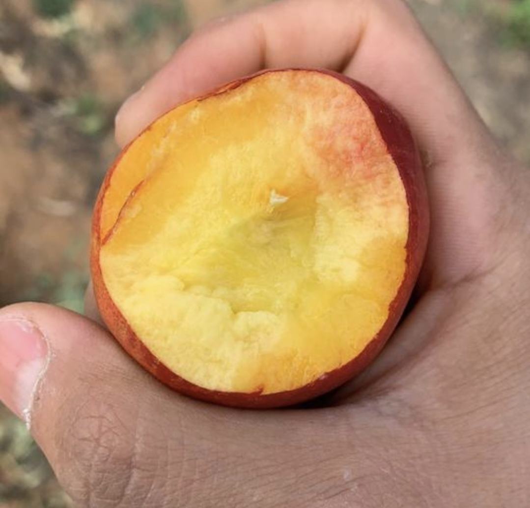 中油金霸油桃切开展示果肉结构