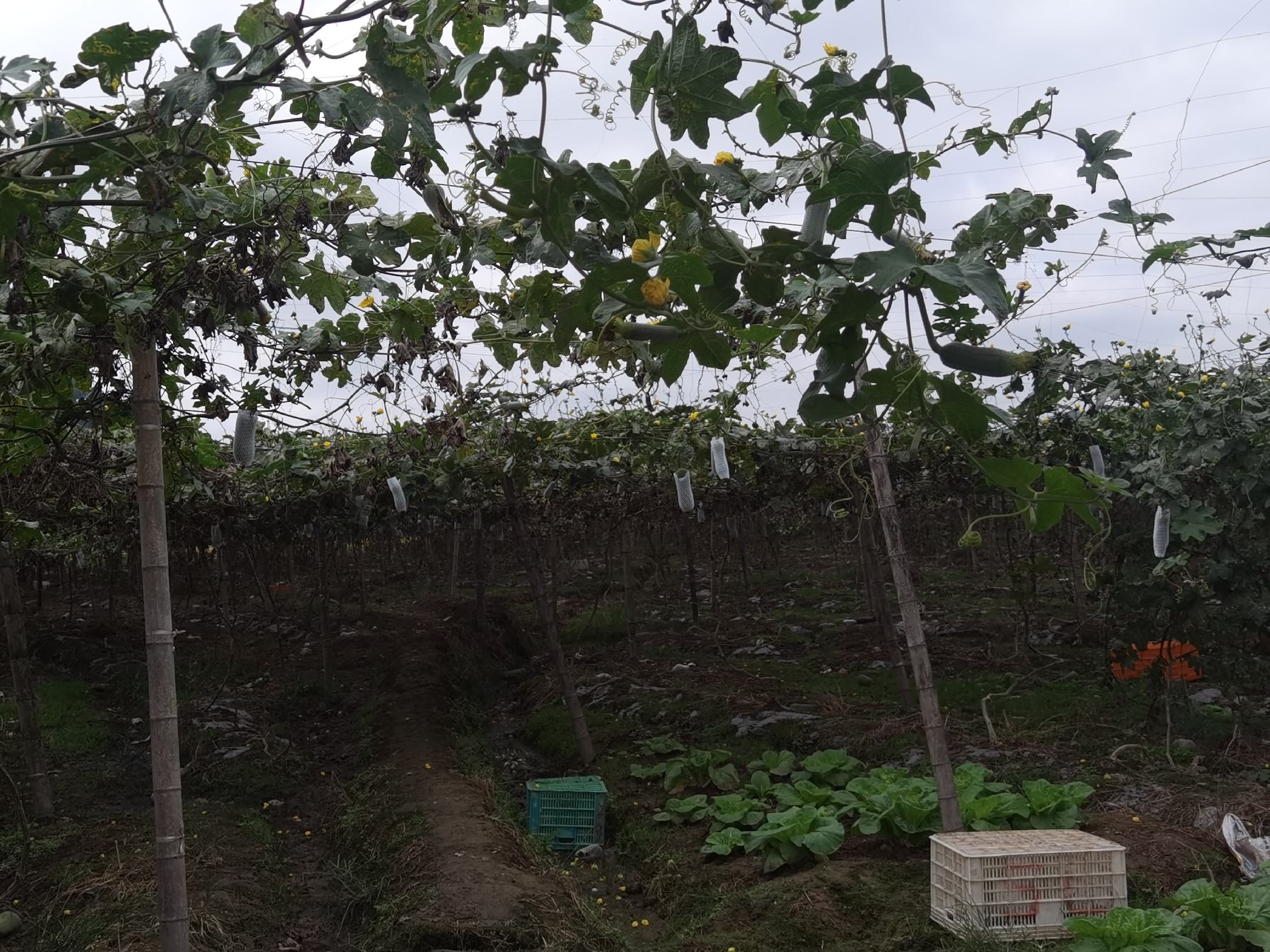 丝瓜搭架栽培管理现场