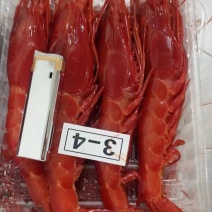 红魔虾