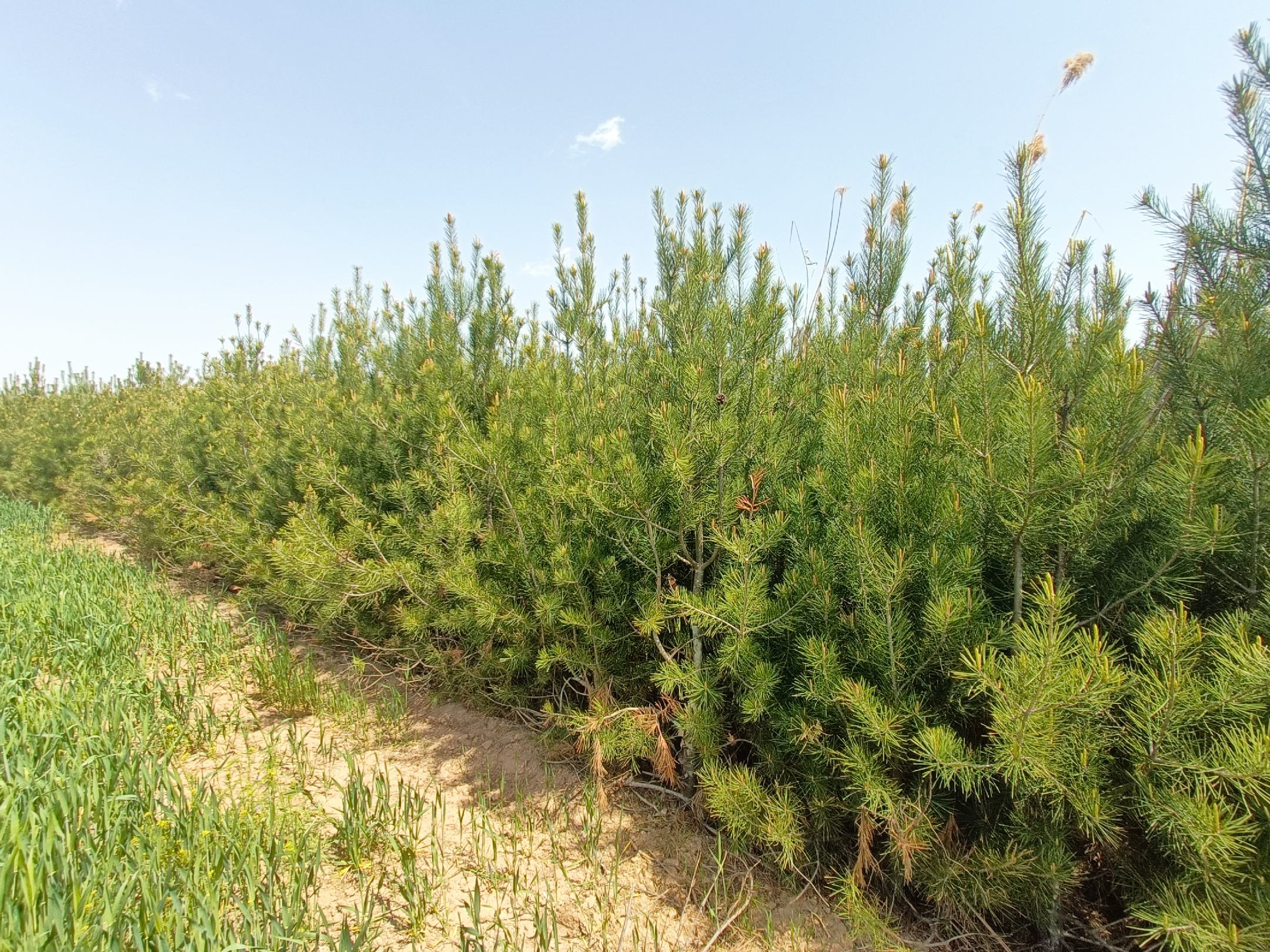 白皮松成片种植景观