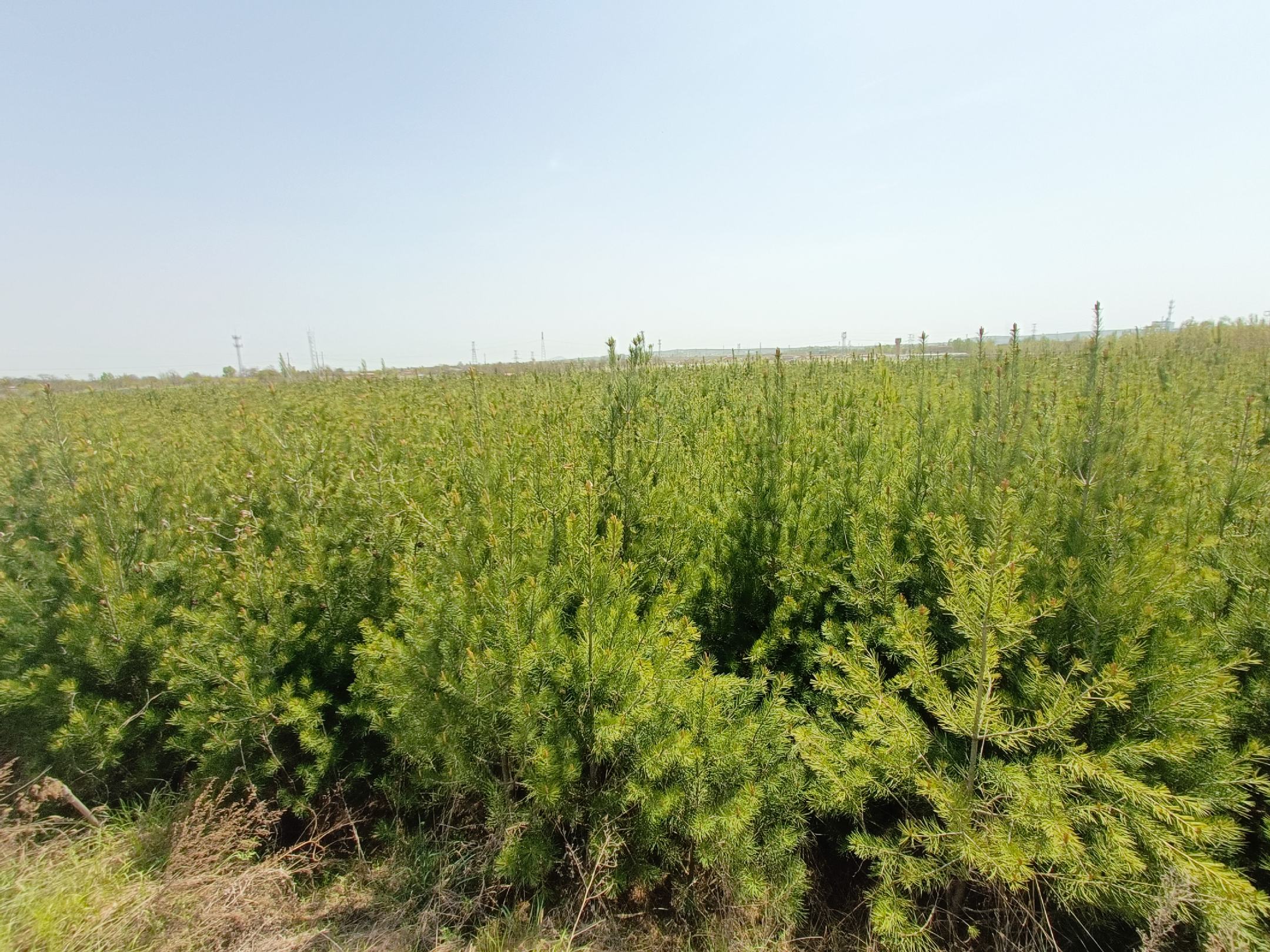 一片刚栽植的白皮松林地,每棵树上方均设有绿色支架支撑的遮阳网,遮阳网覆盖范围大于树冠投影面积,地面铺设滴灌管道,工人正在进行喷雾调试 夏季白皮松遮阳养护现场图