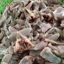 冰鲜现杀整只蛙肉切牛蛙块大中小号都有源头货