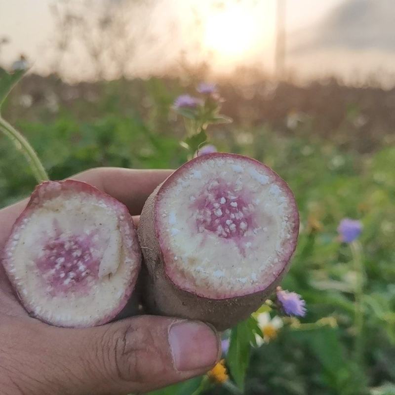 正宗广东沙地一点红冰淇淋番薯
