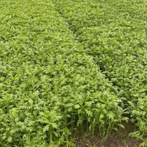 茼蒿