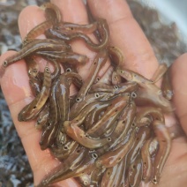 七星鱼苗，大量批发全国发货。
