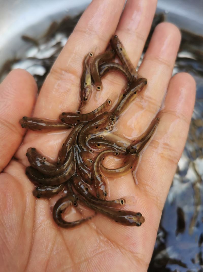 广西杂交快大七星鱼苗淡水养殖品种优良鱼塘直销