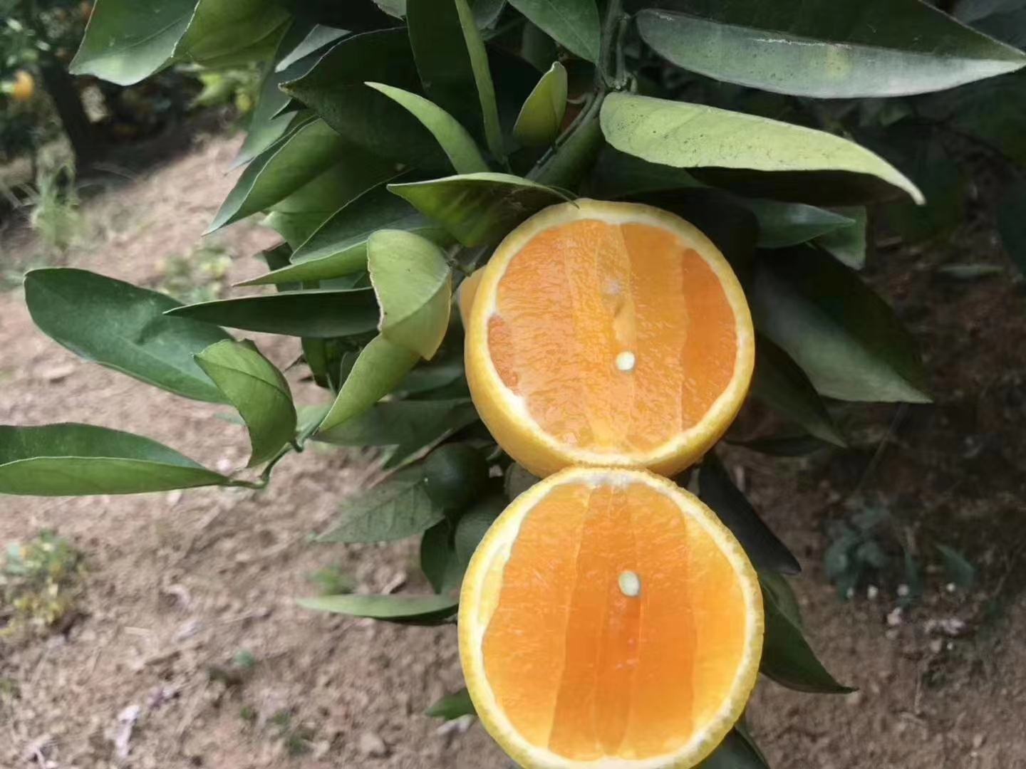 夏橙不同大小分级对比图