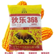 秋乐368玉米种子金娃娃种业厂家发货。欢迎下单合作