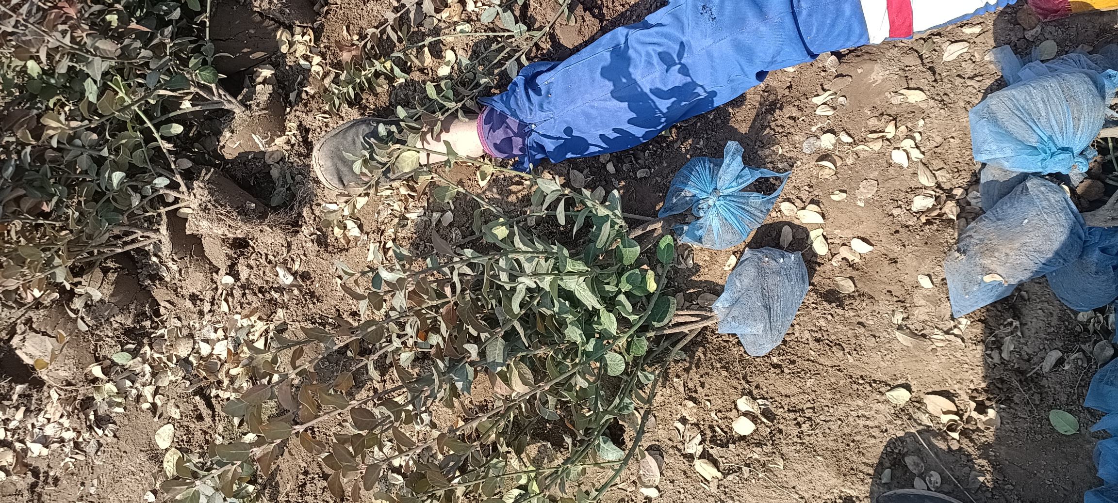 虹彩病毒防治流程图:从预防到治疗的完整管理路径 南美白对虾虹彩病毒防治流程图