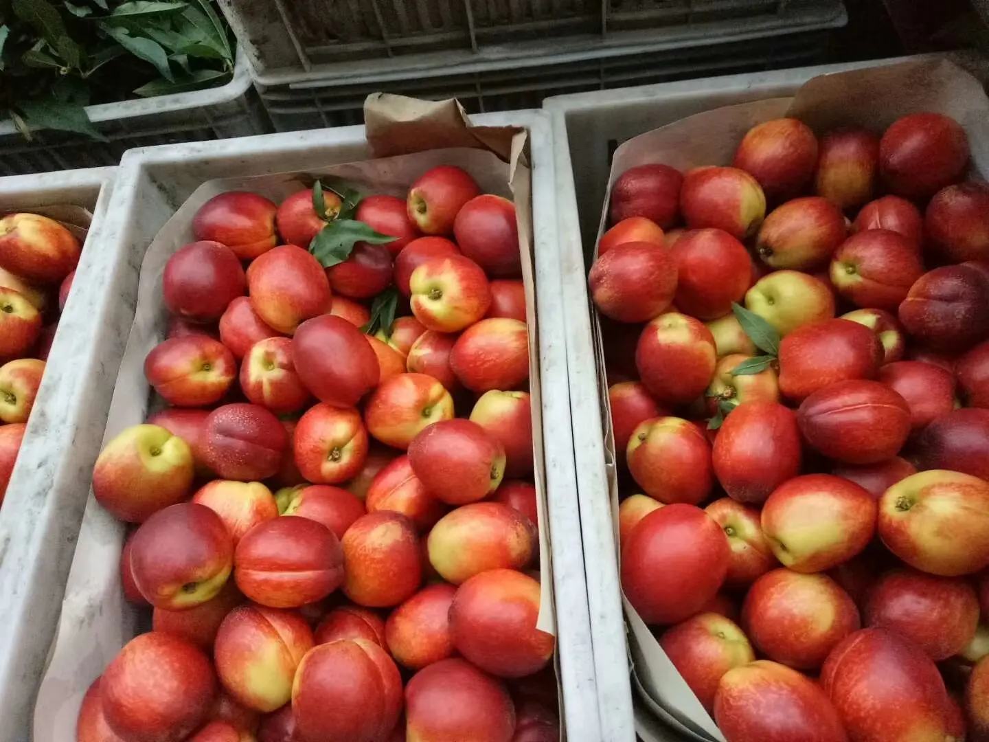 新七号油桃与普通油桃对比图